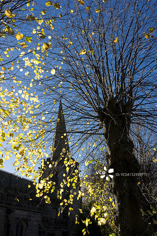 蓝色天空下的金叶，哈瑟萨奇教堂图片素材