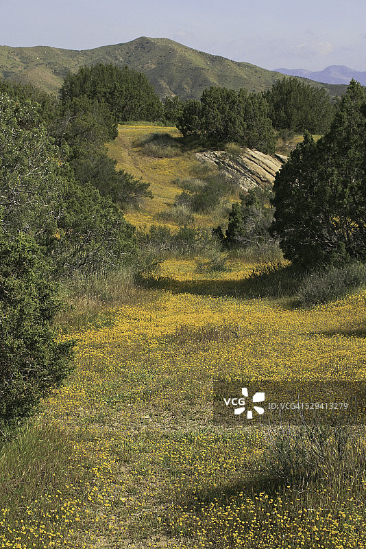 野花地毯图片素材