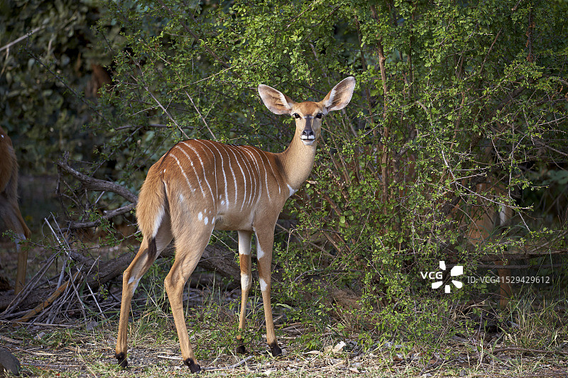 尼ala（Tragelaphus angasii）雌性，克鲁格国家公园，南非，非洲图片素材