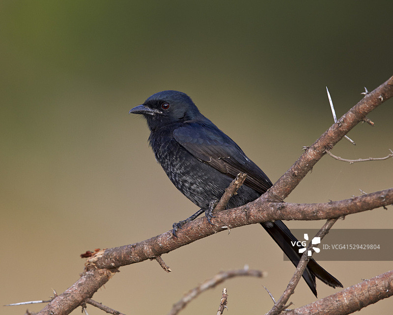 叉尾卷尾（Dicrurus adsimilis），非洲南非克鲁格国家公园图片素材