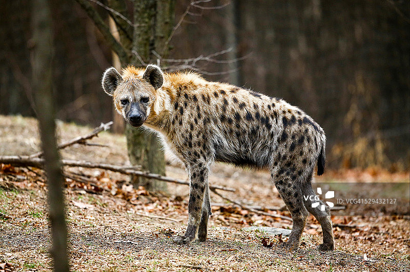 凝视的鬣狗图片素材