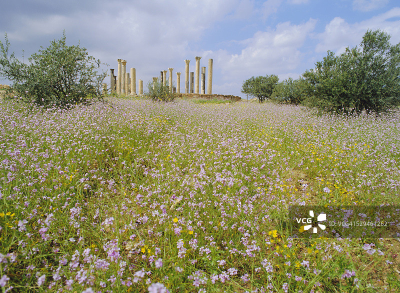 约旦伊尔比德北部古城阿比拉的春天花朵和公元7至8世纪的柱子图片素材