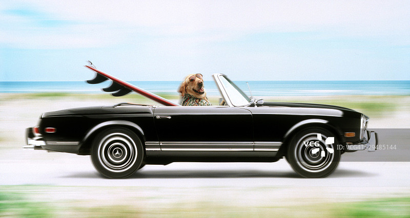 冲浪狗图片素材