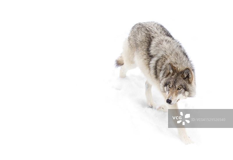 冬季的森林狼图片素材