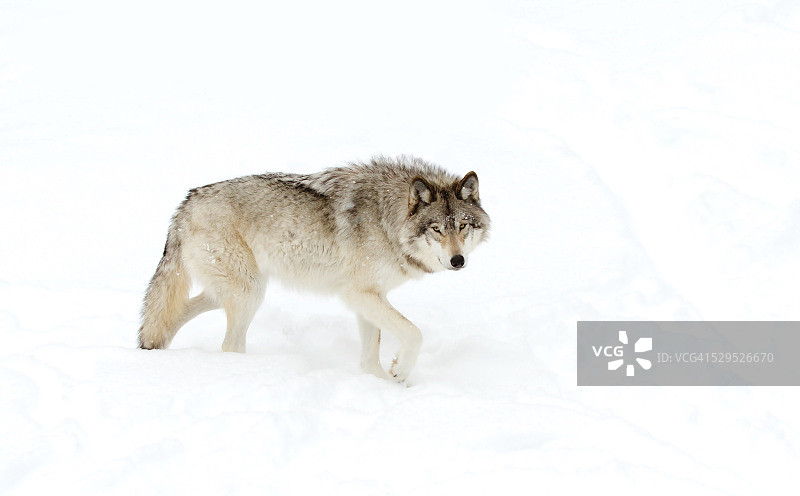 冬季的森林狼图片素材