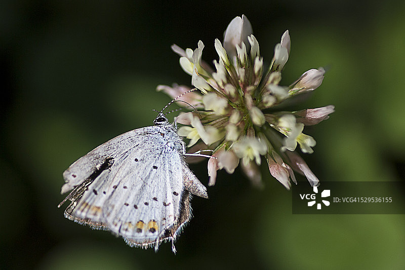 银斑灰蝶图片素材