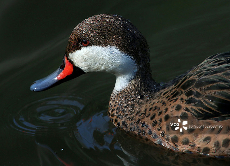 白颊针尾鸭图片素材