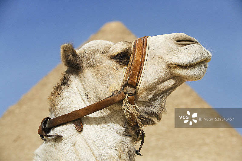 骆驼肖像和古埃及金字塔图片素材