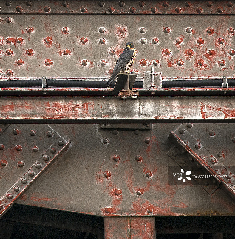 栖息在海湾大桥上的鹰图片素材