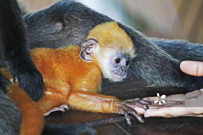 银叶猴图片素材
