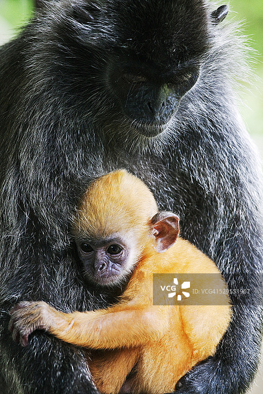 银叶猴图片素材