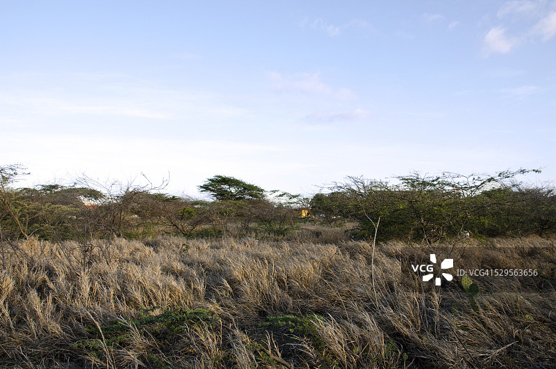 加勒比海热带稀树草原图片素材