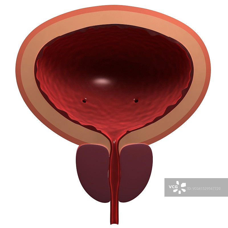 健康的男性膀胱图片素材