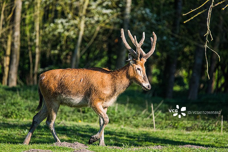 麋鹿图片素材