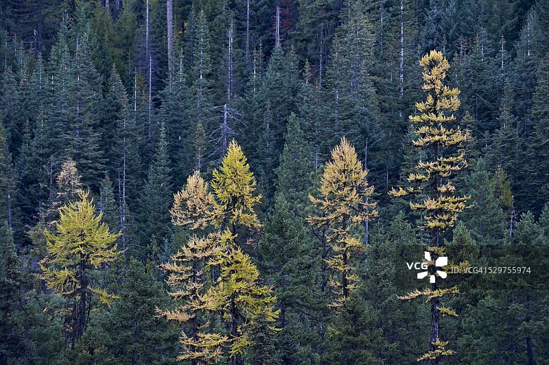 落叶松，胡德山国家森林，美国俄勒冈州图片素材