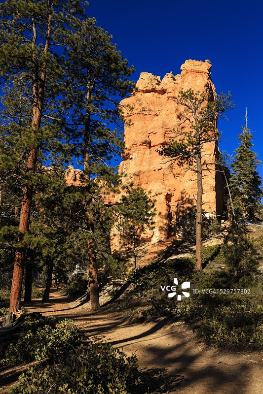 冬季清晨阳光照耀下的岩石和松树，位于美国犹他州布莱斯峡谷国家公园皇后花园连接小径图片素材