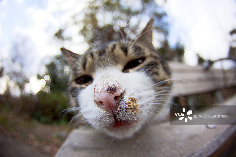 鱼眼镜头拍摄的虎斑猫和白猫图片素材