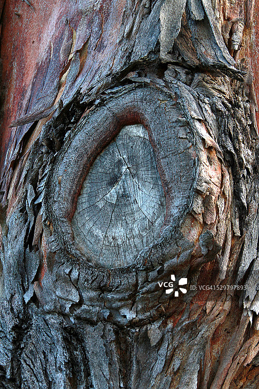 树皮纹理图片素材