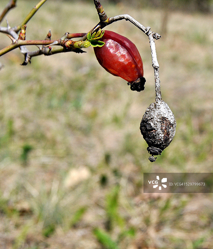 野玫瑰图片素材