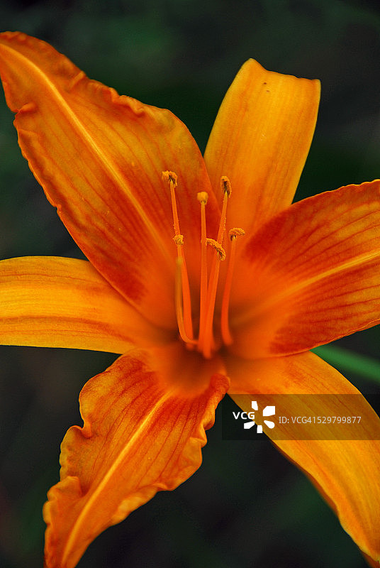 老虎百合图片素材