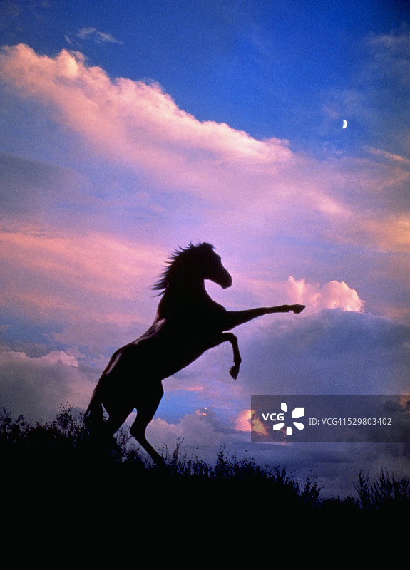 暮色中腾跃的野马图片素材