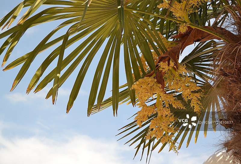 西班牙加的斯蓝天下的枣椰树图片素材