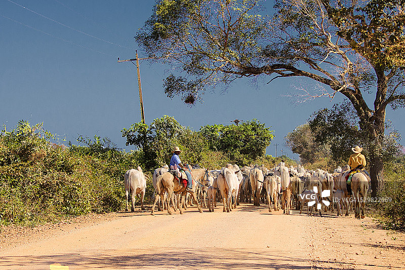 巴西潘塔纳尔湿地的牛群图片素材
