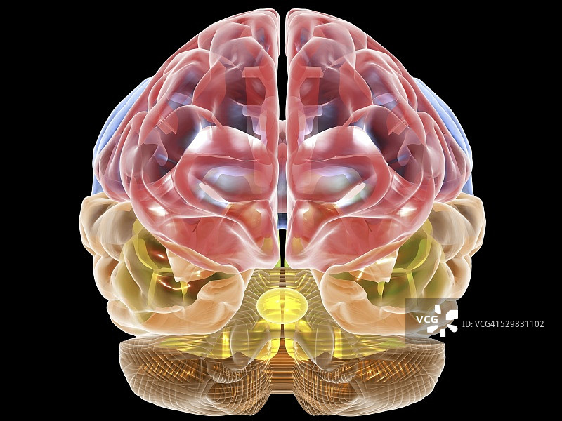 人脑解剖学，艺术作品图片素材
