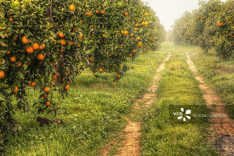 橙色道路图片素材
