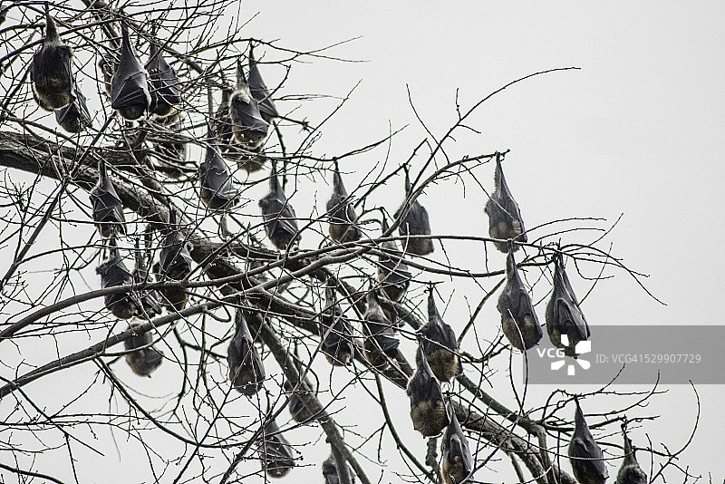 倒挂着栖息的灰头狐蝠图片素材