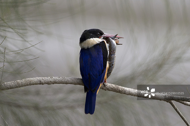 捕食的黑顶翠鸟图片素材