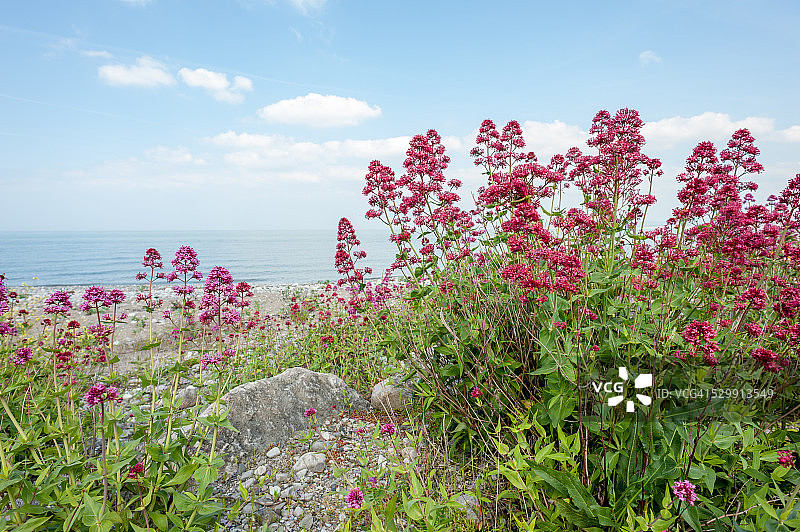 海滩上的红缬草图片素材