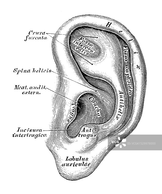 人体解剖科学图：耳朵和听觉系统图片素材