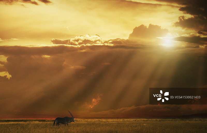 纳米比亚日落下的红羚图片素材