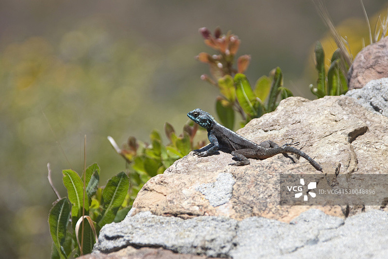 岩石上的蜥蜴特写，南非图片素材