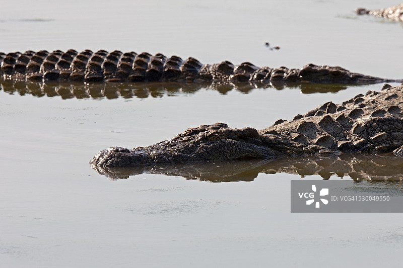 南非水中休息的鳄鱼图片素材