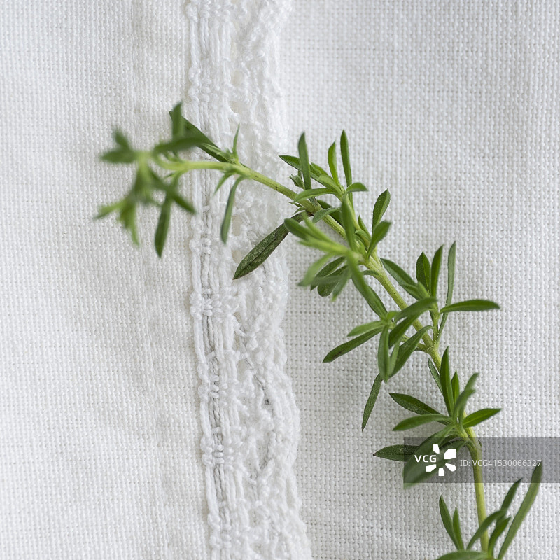 美国纽约市：桌子上的冬季香薄荷图片素材