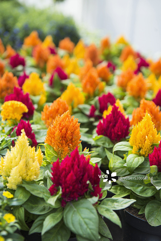 在德国巴伐利亚奥格斯堡花店出售的鸡冠花图片素材