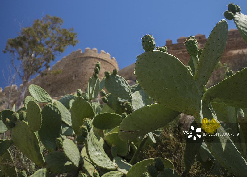 西班牙阿尔梅里亚：仙人掌与防御墙图片素材