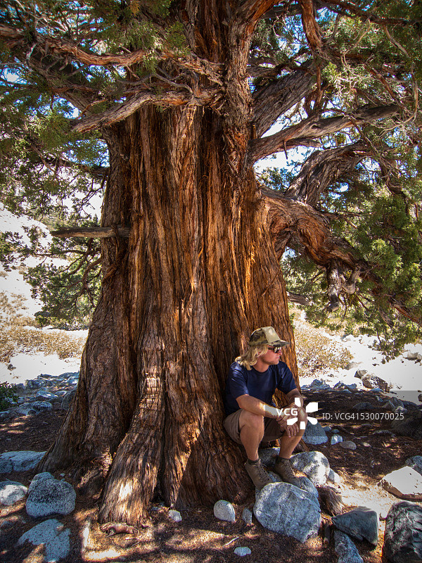 年轻男子坐在巨大的香柏树下图片素材