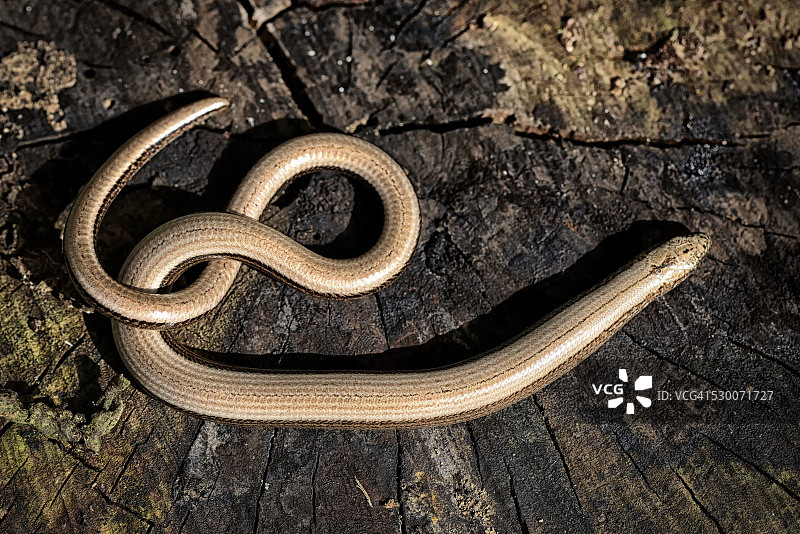 木头上的欧洲蛇蜥图片素材