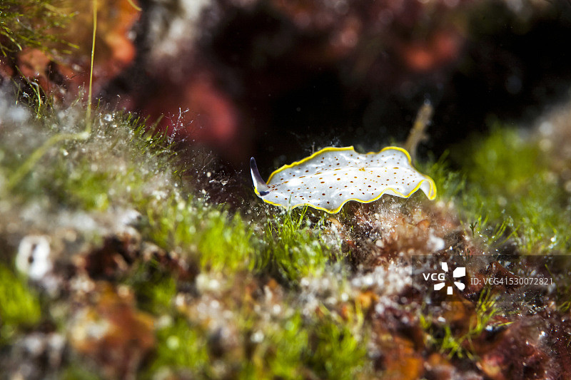 克罗地亚莫斯利扁虫图片素材