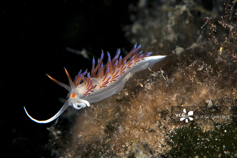 克罗地亚，Cratena海蛞蝓，Cratena peregrina图片素材