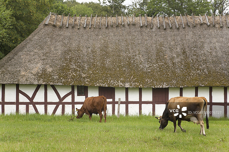 丹麦欧登塞菲英民族村有机农场花园图片素材