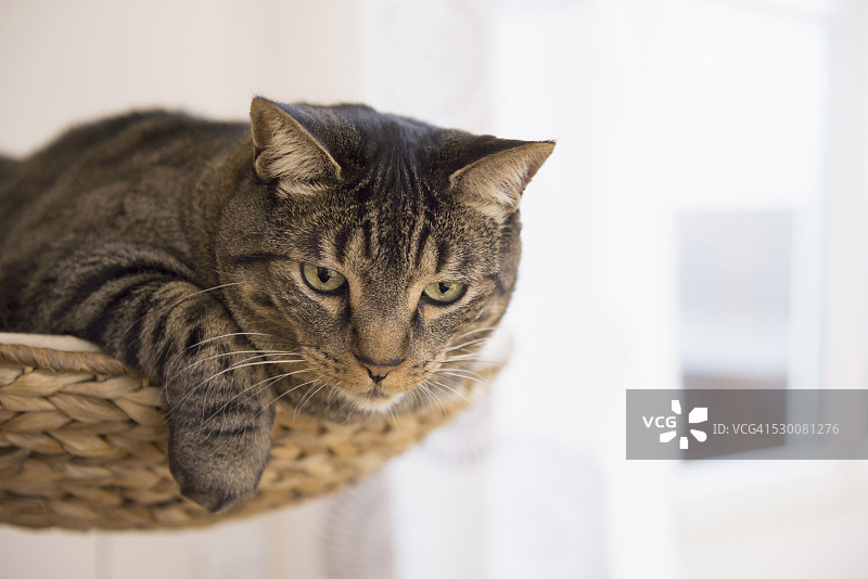 躺在猫抓板上的虎斑猫图片素材