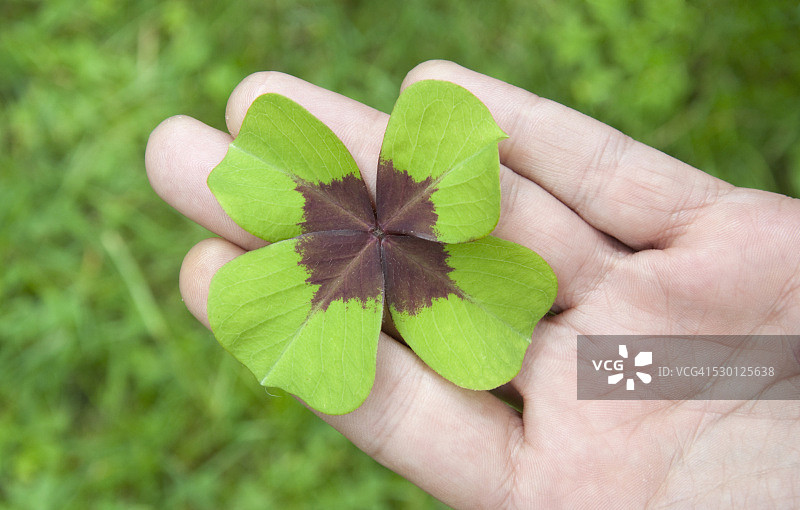 手掌中的四叶草特写图片素材
