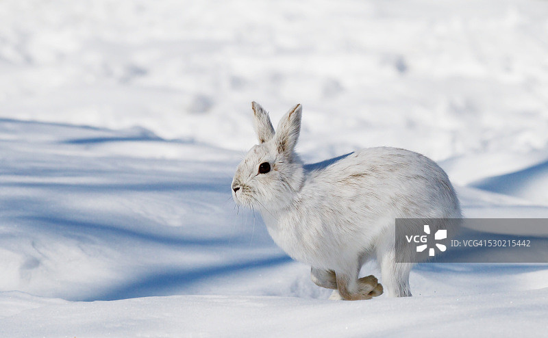 雪鞋野兔奔跑图片素材