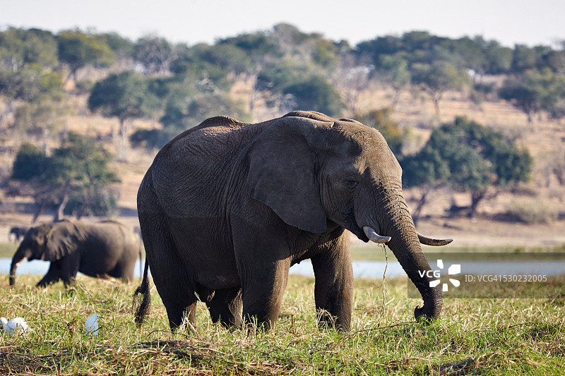 乔贝河洪泛平原上吃草的象群图片素材