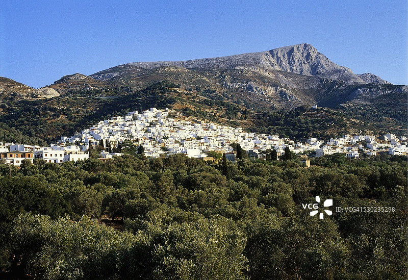 希腊纳克索斯岛特拉盖亚的橄榄树林图片素材