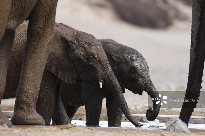 纳米比亚非洲沙漠象在水坑边图片素材
